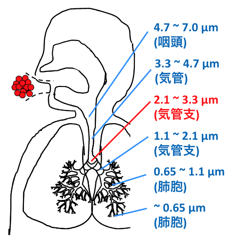 呼吸器まで到達する粒子のサイズ