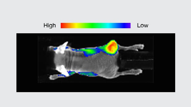 担がんマウスの蛍光イメージング結果