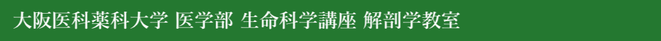 大阪医科薬科大学　医学部　生命科学講座　解剖学教室