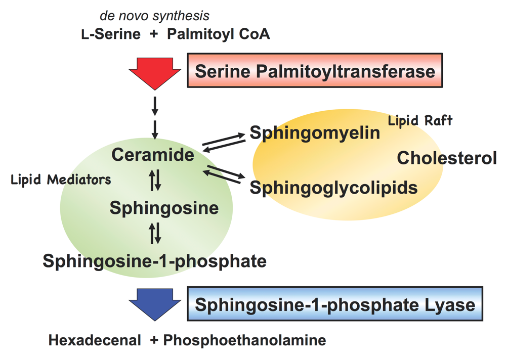図1 スフィンゴ脂質代謝経路の模式図