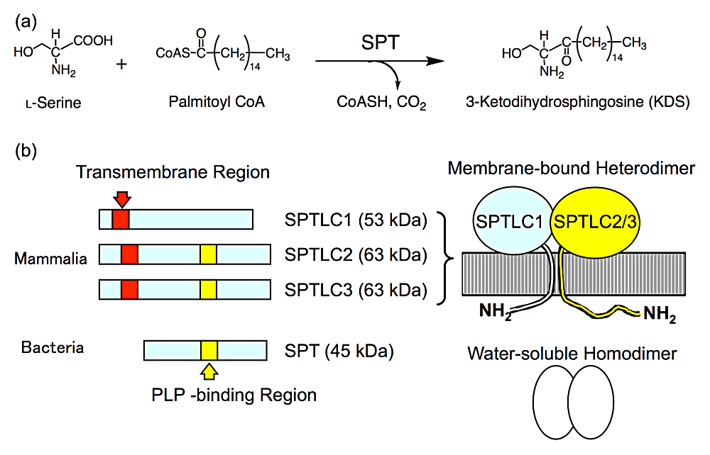 図2 セリンパルミトイル転移酵素（SPT）