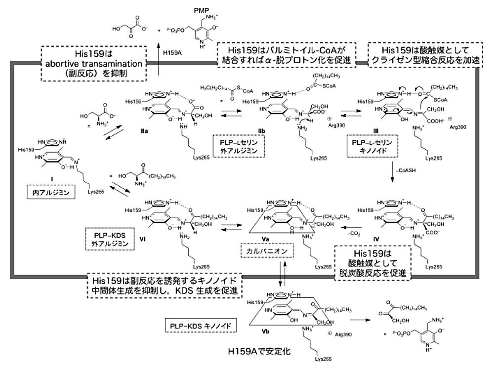 図5 SPT の反応機構と活性部位ヒスチジン残基（His159）の役割